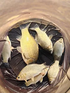 청풍 한버들 허리급및 월척들 호조황입니다