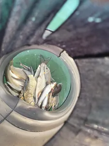 목벌주말조황소식