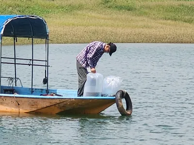 청풍 한버들 조황입니다