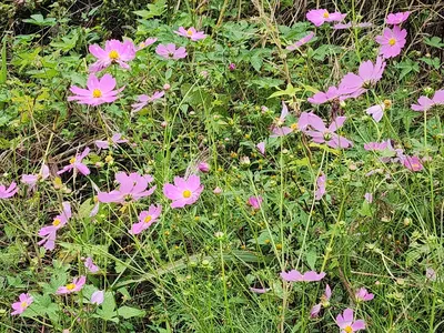 청풍 한버들 조황입니다