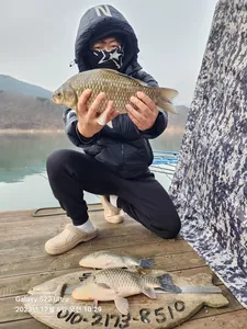 돌감낚시터 4짜 및 붕어조황입니다.