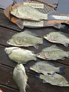 청풍 한버들 조황입니다