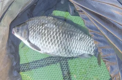 실리곡낚시터 4짜외 허리급입니다.