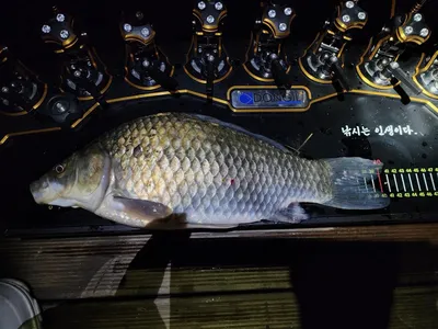 신매낚시터 8월 3일 조황