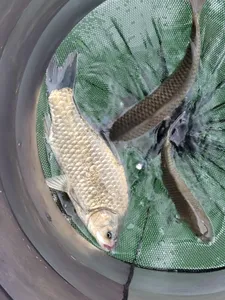 충주호목벌낚시터소식