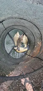 신매낚시터 5월 29일조황 