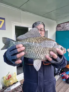 사오리 낚시터 조황정보