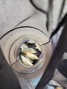 청풍 한버들 4짜 행진은 계속됩니다