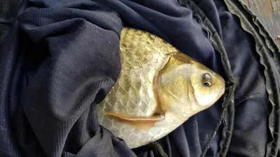 한버들 조황입니다