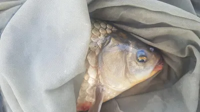 청풍 한버들 낚시터 4짜포함 허릿급 조황입니다