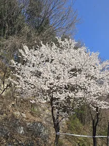 청풍 한버들 조황입니다