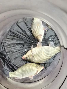 청풍 한버들 허릿급및 월척 조황입니다