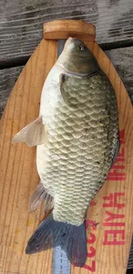 충주호 짱가네낚시터 