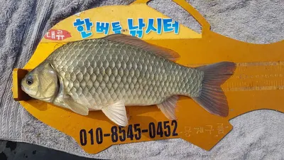 한버들 조황입니다