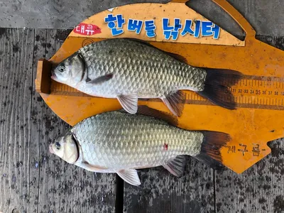 한버들 조황입니다