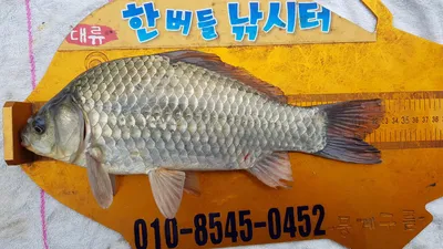 한버들 조황입니다