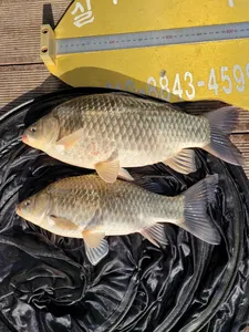 실리곡낚시터  허리급외 월척마릿수입니다.