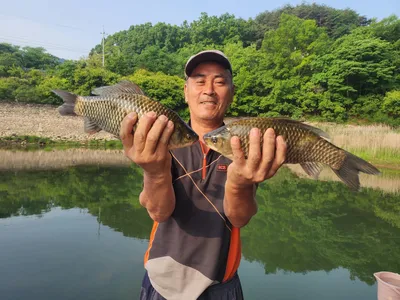 돌감낚시터 붕어조황입니다.