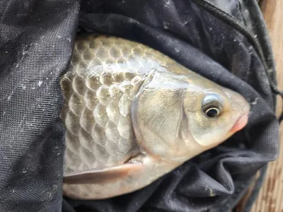 청풍 한버들 허리급 조황입니다