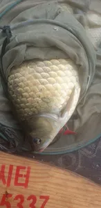 충주호 짱가네낚시터 