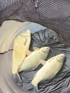 청풍 한버들 조황입니다