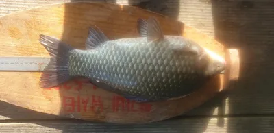 충주호 짱가네낚시터 