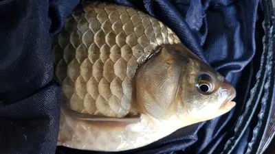 청풍 한버들 낚시터 4짜포함 허릿급 조황입니다