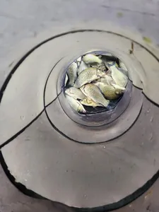 청풍 한버들 허릿급 조황입니다