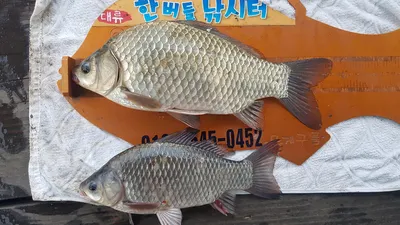 한버들 조황입니다