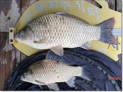 실리곡낚시터 조황입니다.