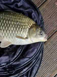 사오리낚시터 조황정보