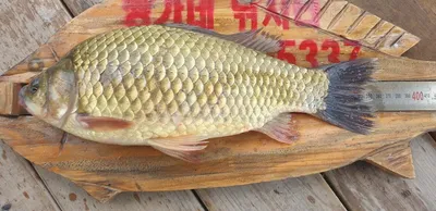 ( 청풍 ) 짱가네 조황소식~