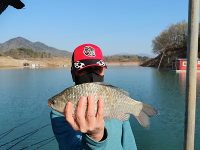 돌감낚시터 붕어조황입니다.