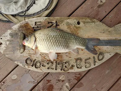 돌감낚시터 조황입니다.