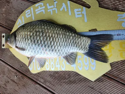 청풍실리곡낚시터 조황입니다.