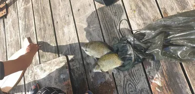 충주호 짱가네낚시터 