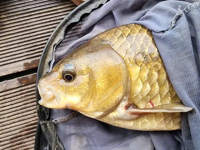 청풍 한버들 4짜및 허릿급 조황입니다