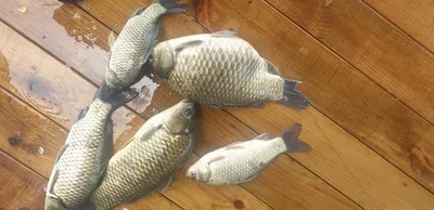 충주호 짱가네낚시터 