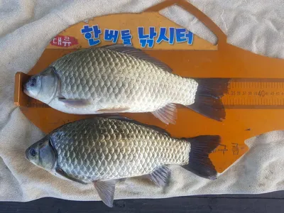 한버들 조황입니다