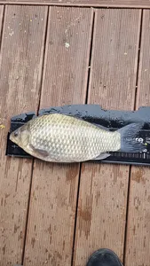 명서낚시터 조황입니다