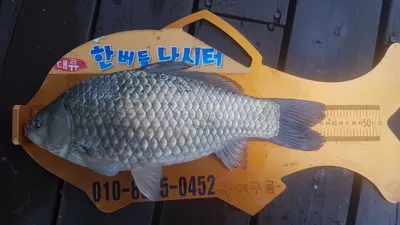 한버들 4짜(44cm)포함 허릿급 조황입니다