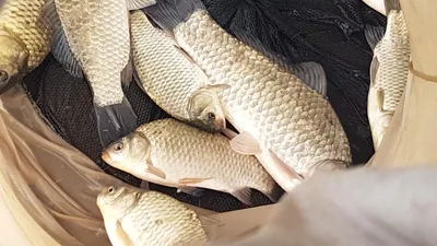 한버들 조황입니다