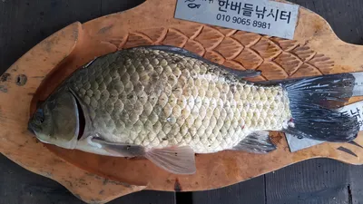 청풍 한버들 낚시터 4짜포함 허릿급 조황입니다