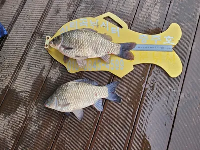 청풍실리곡낚시터  허리급 조황입니다.