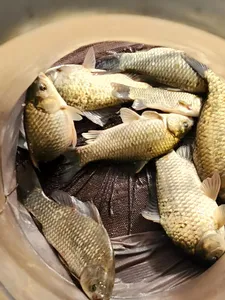 청풍 한버들 허릿급 조황입니다