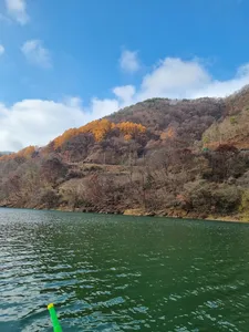사오리 낚시터 조황정보