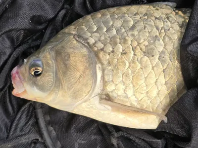 장마시작 대물 입니다.