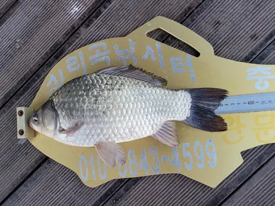 청풍실리곡낚시터  허리급조황입니다.