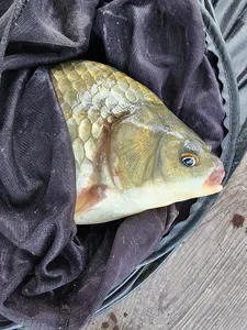 청풍 한버들 4짜및 허릿급 조황입니다