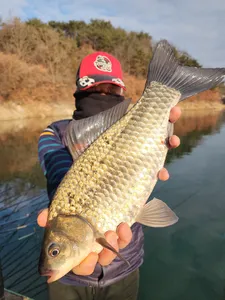 돌감낚시터 붕어조황입니다.